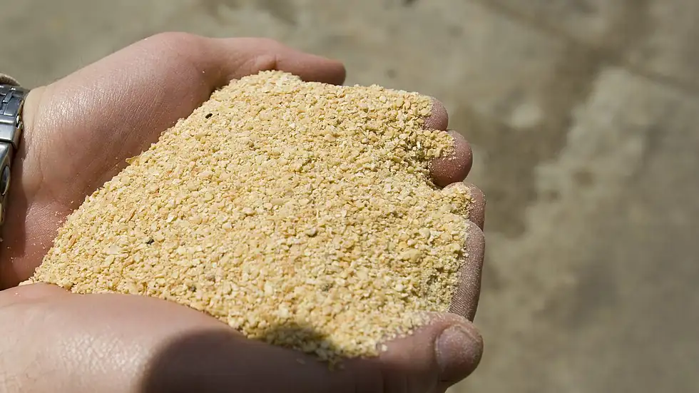 Two cupped hands holding a sample of granular soybean meal