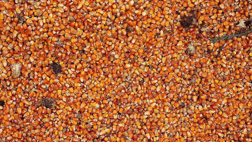 Pile of yellow-orange maize (corn) kernels