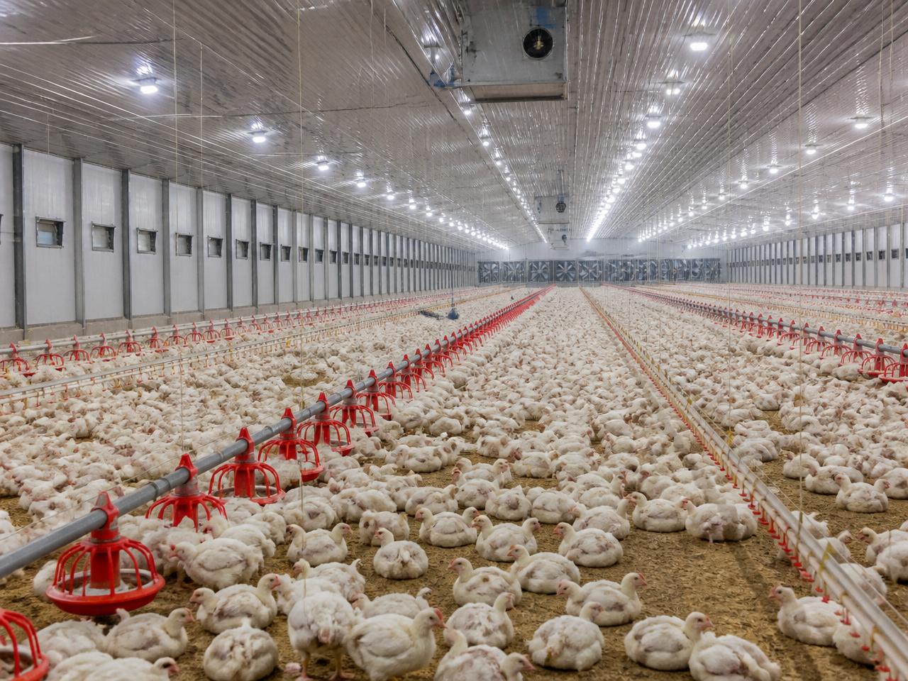 Commercial Broiler Farm — Broiler Farms.