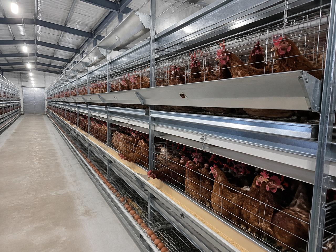 Breeder Farm — Breeder Farms.