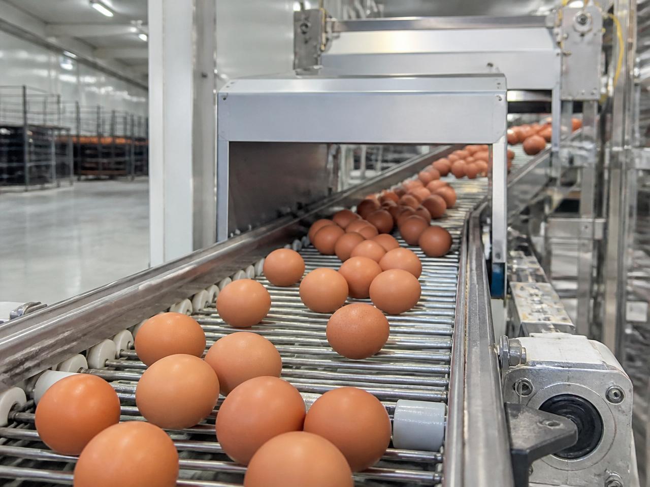 Egg Production Projects — Layer Farms.