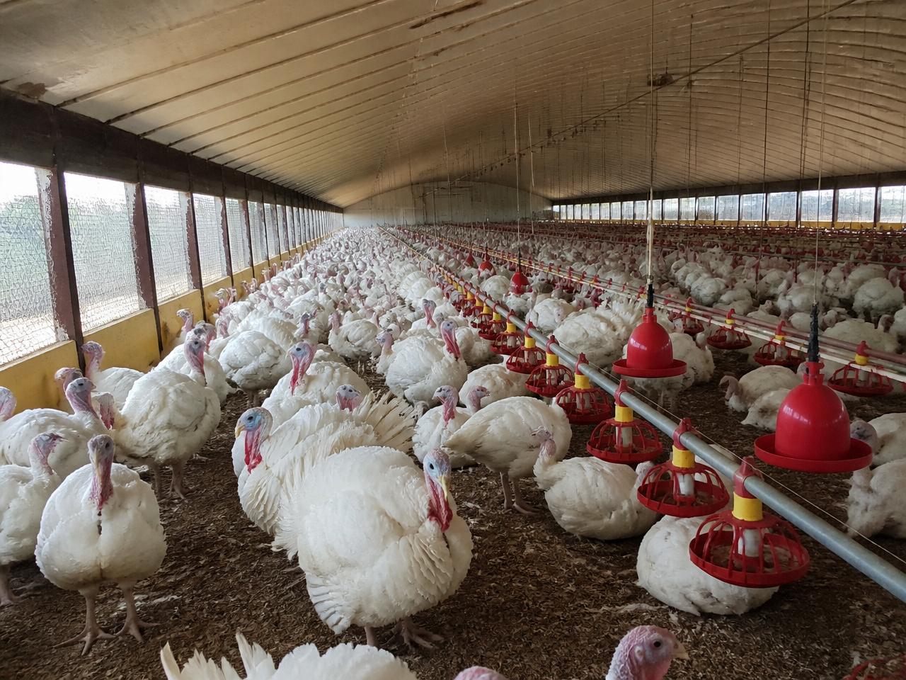 Turkey Farm Projects — Broiler Farms.