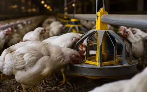 Feed cost per kg — illustrative planning image